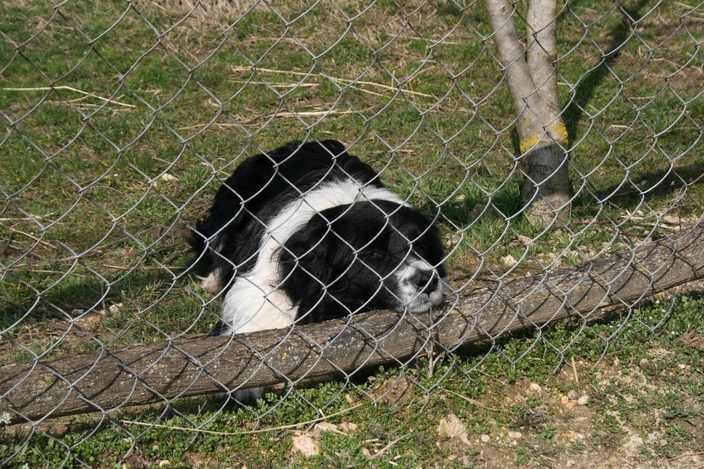 Malomdulo Farmhaz Pension Pilisborosjenő Buitenkant foto
