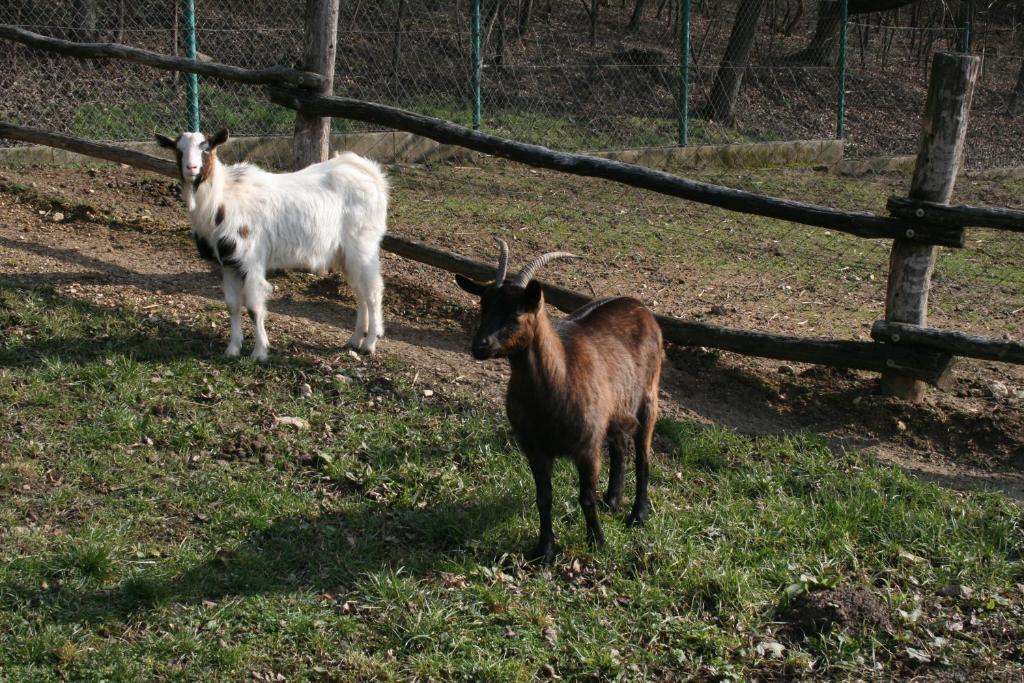 Malomdulo Farmhaz Pension Pilisborosjenő Buitenkant foto