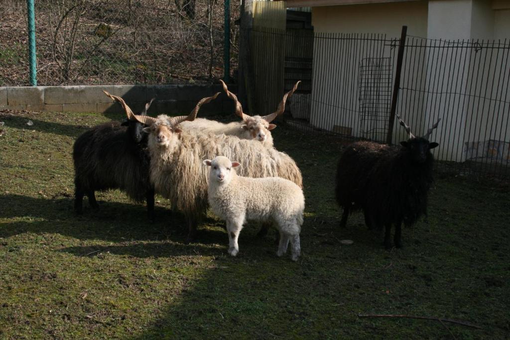 Malomdulo Farmhaz Pension Pilisborosjenő Buitenkant foto